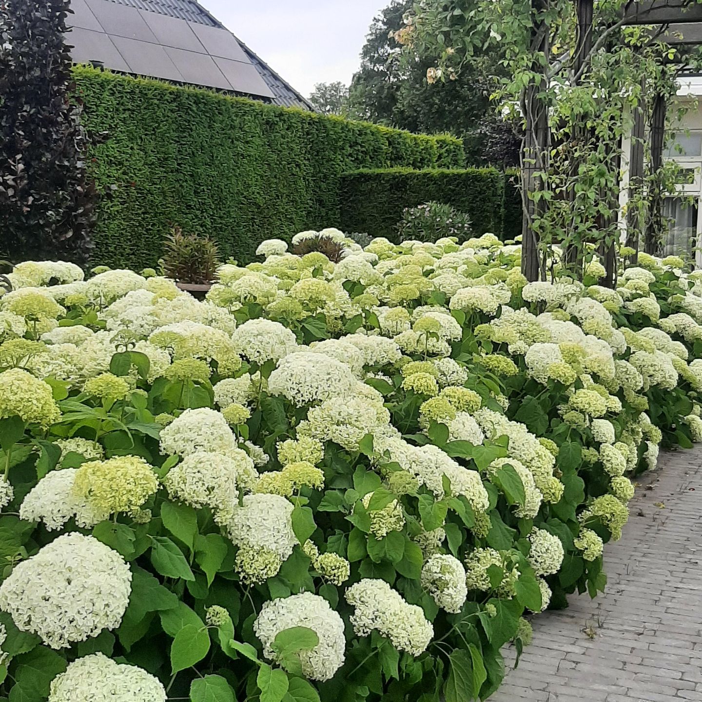 Foto 40 van Stuifakker 8