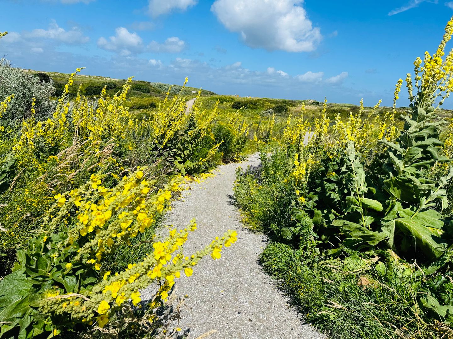 Foto 55 van Wieringsestraat 194