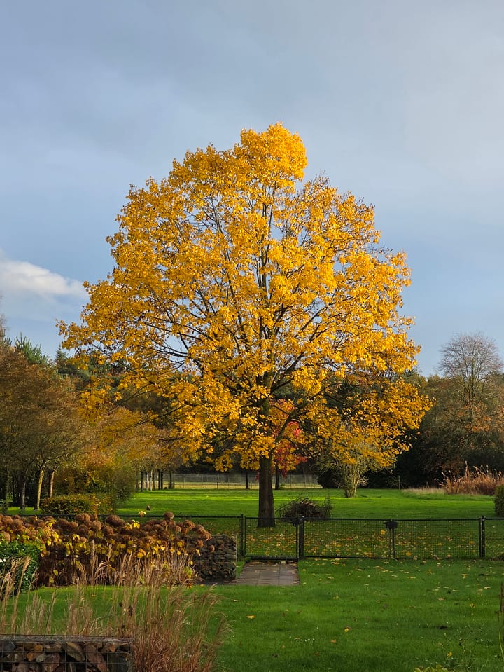 Foto 8 van Schotweg 11