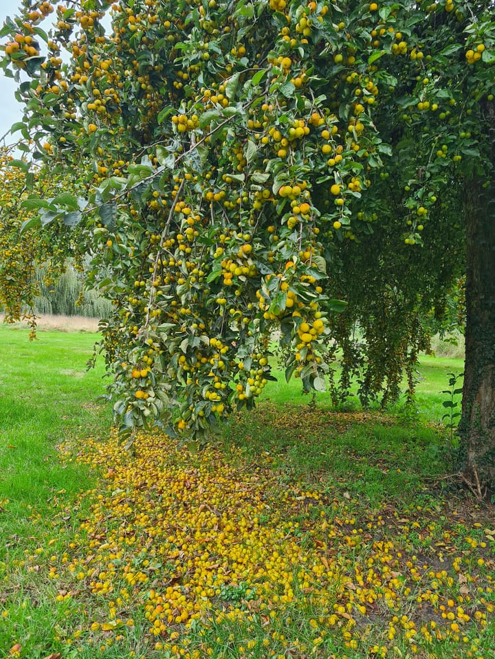 Foto 77 van Schotweg 11