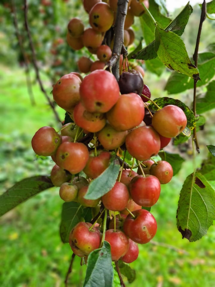 Foto 78 van Schotweg 11