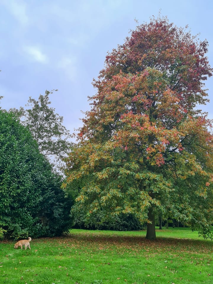 Foto 79 van Schotweg 11