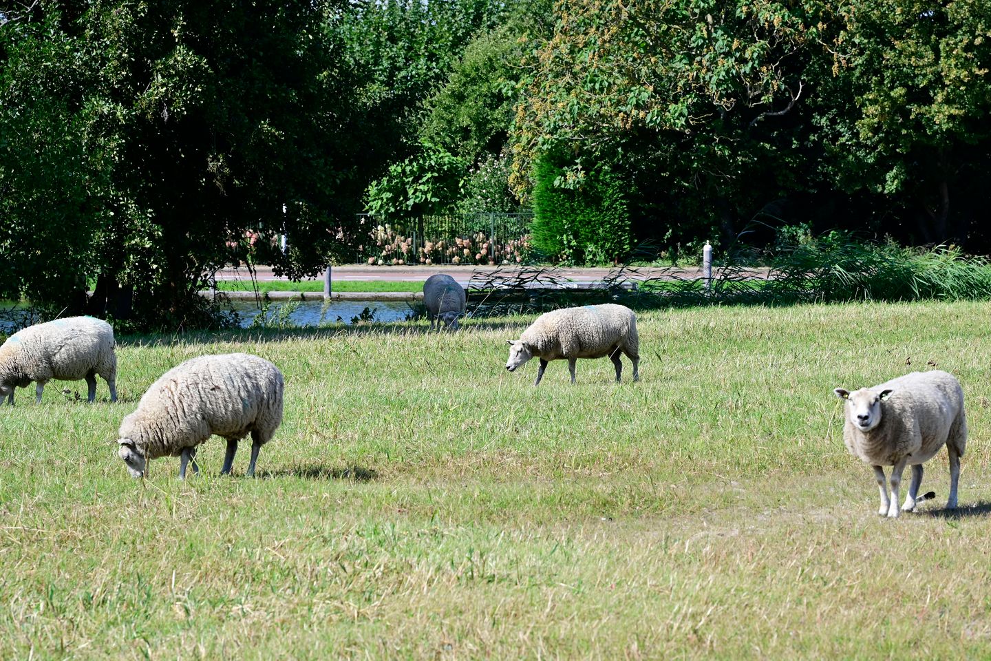 Foto 34 van Boeghof 6