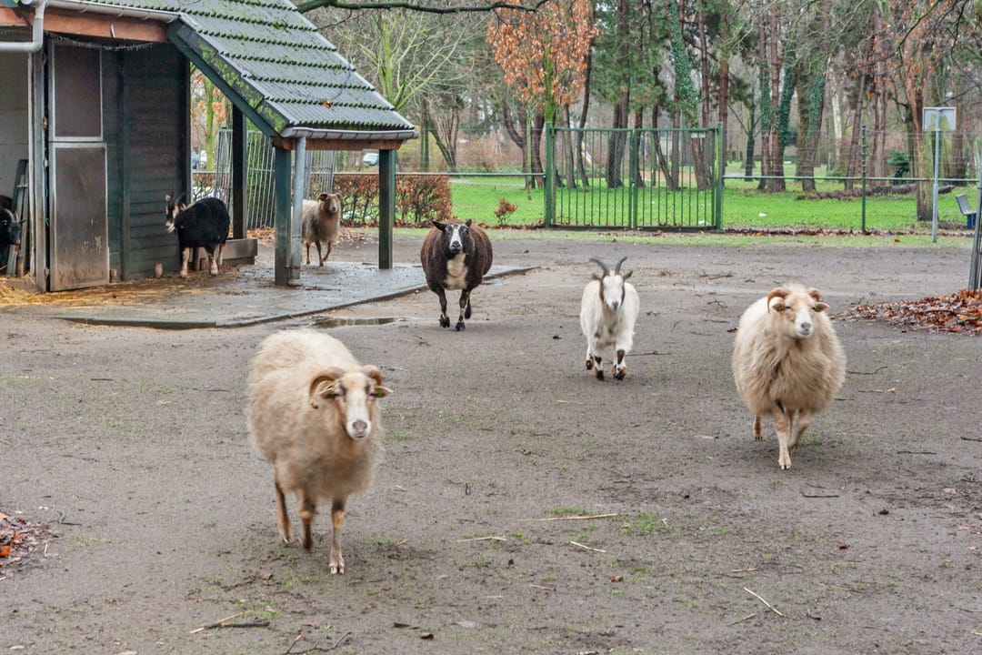 Foto 37 van Nachtegaallaan 48