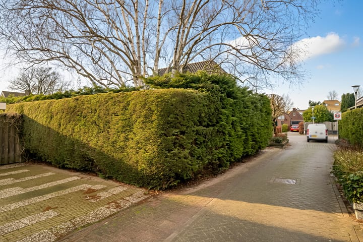 Foto 61 van Korenbloem 2