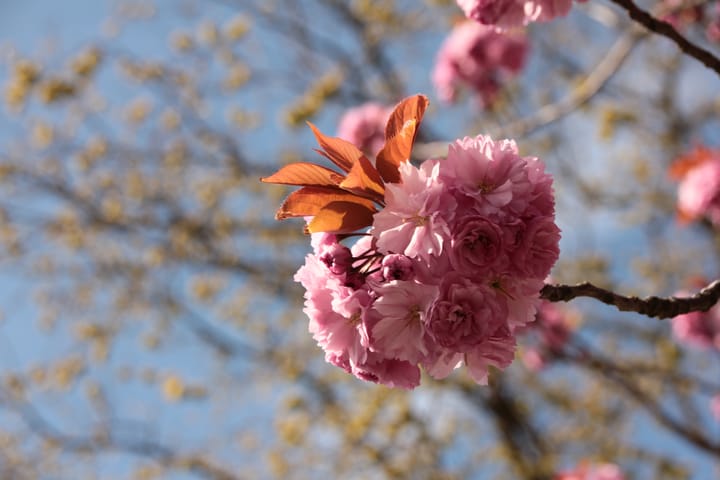 Foto 66 van d'Aumeriestraat 2