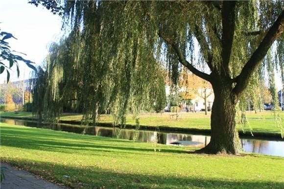 Foto 26 van Wilgenplaslaan 388