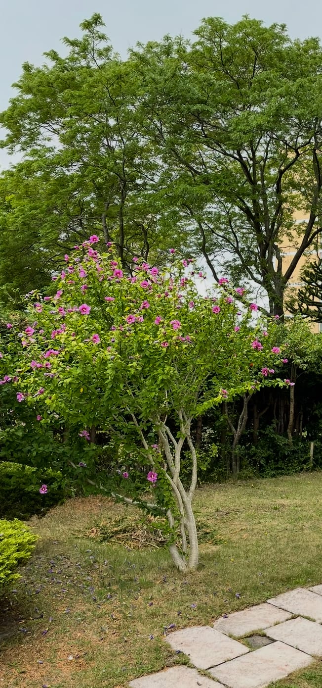 Foto 38 van Louis Davidsstraat 174