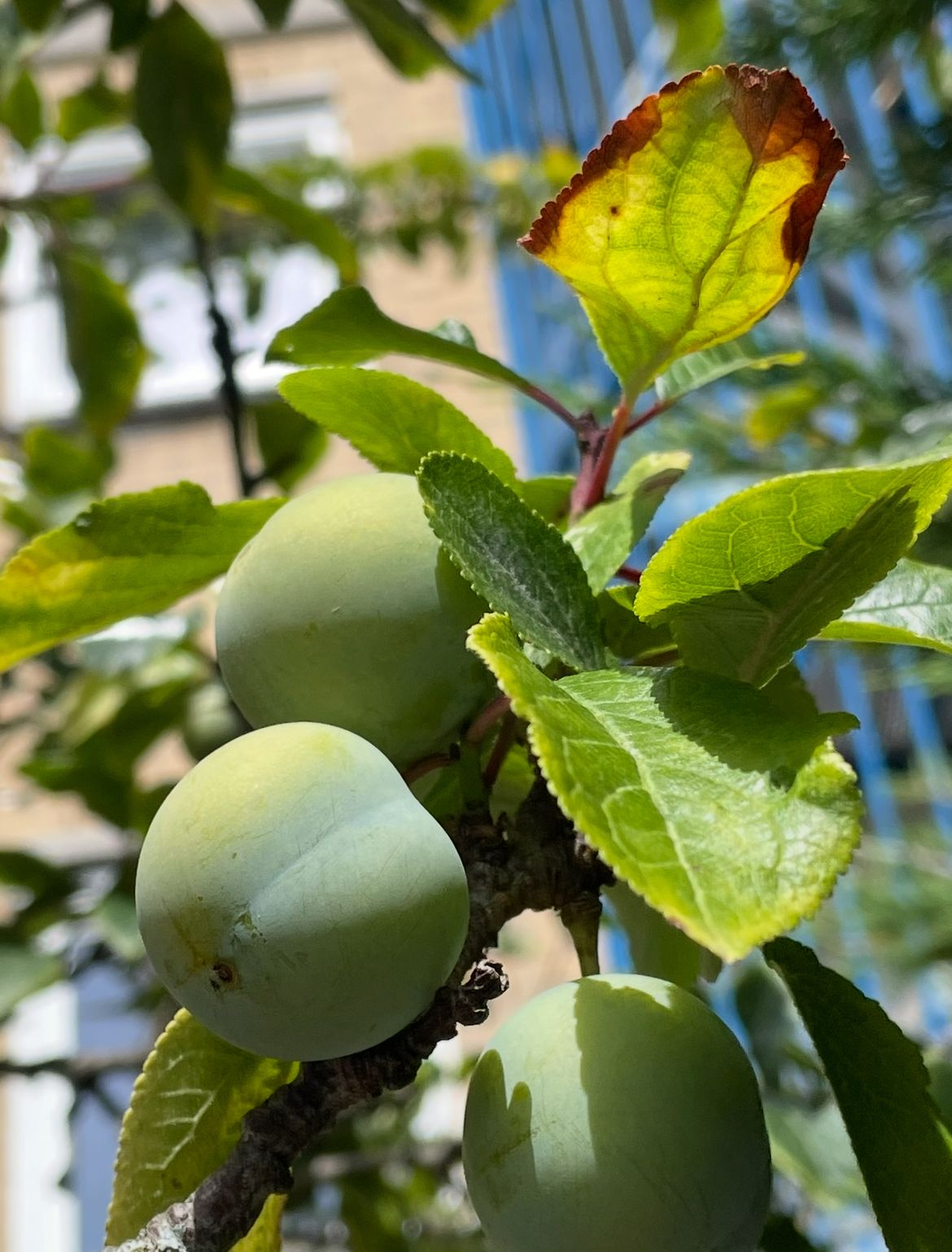 Foto 39 van Louis Davidsstraat 174