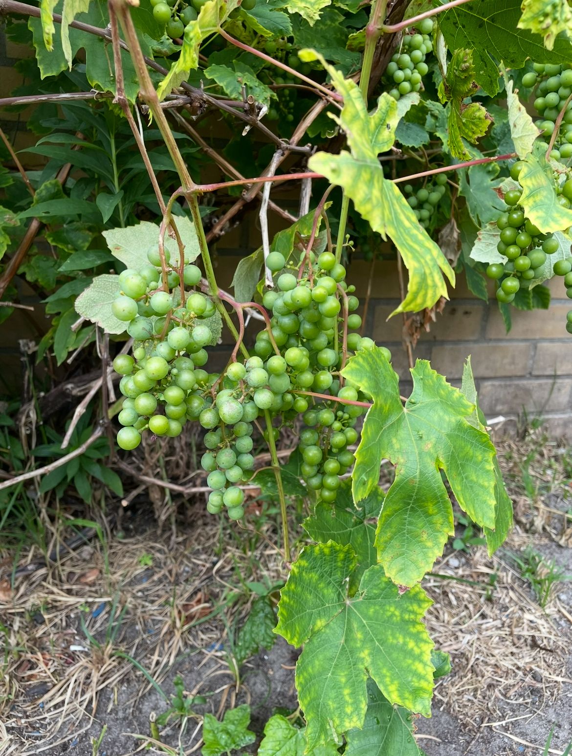 Foto 45 van Louis Davidsstraat 174