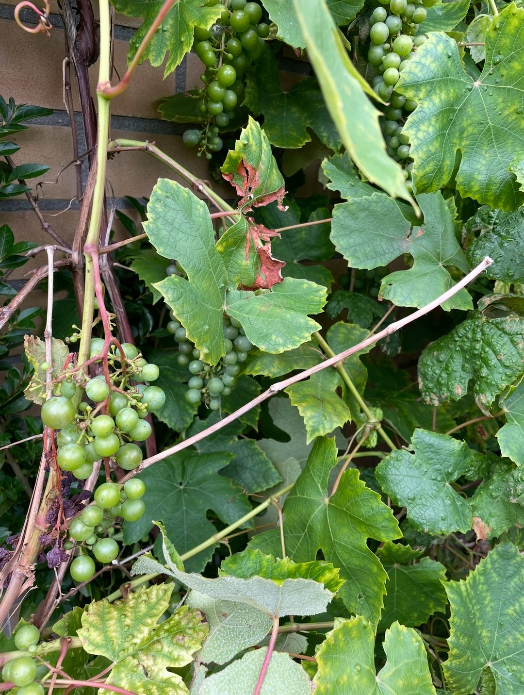 Foto 46 van Louis Davidsstraat 174