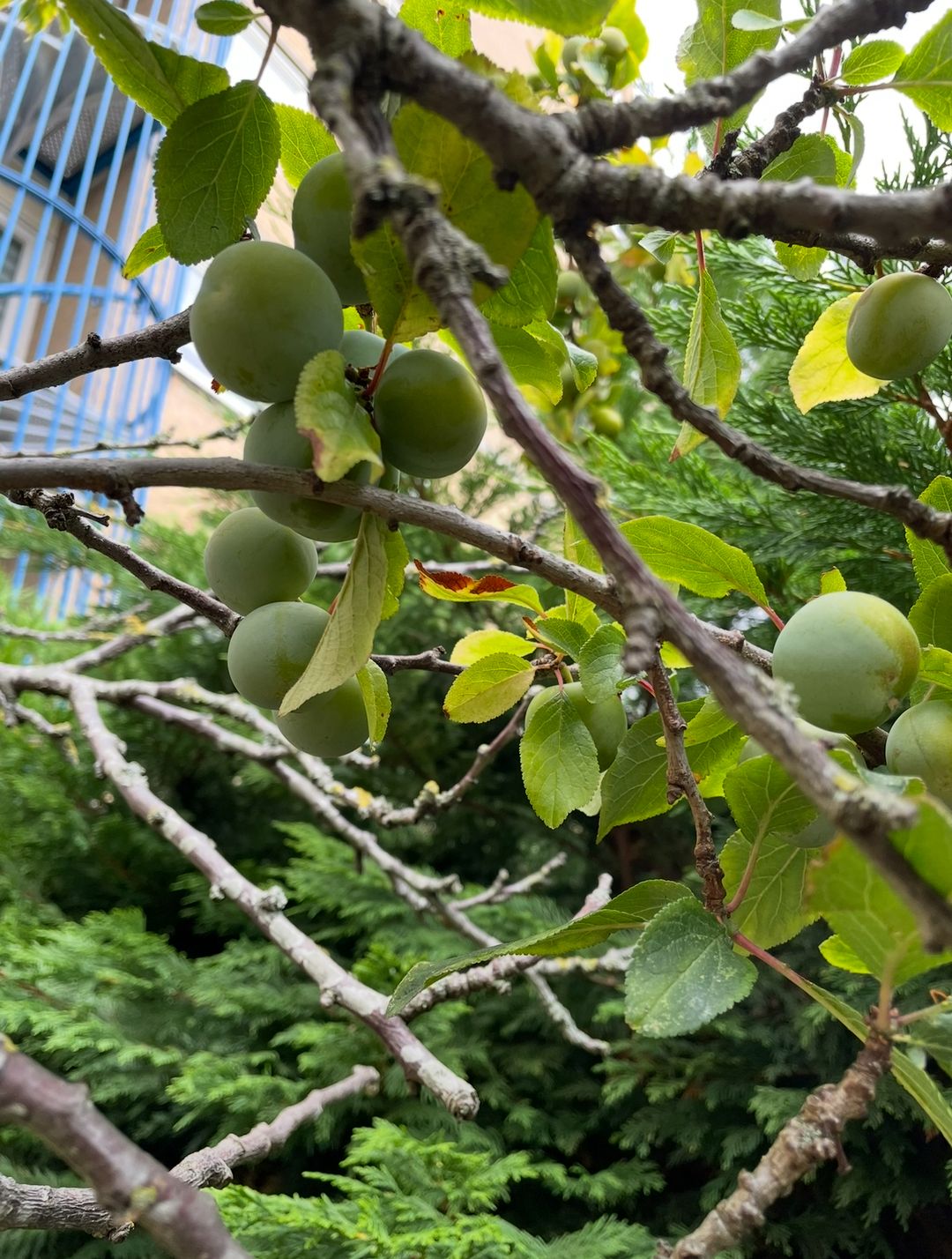 Foto 47 van Louis Davidsstraat 174