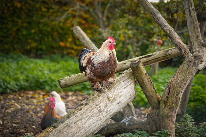 Foto 78 van Bazeldijk 40