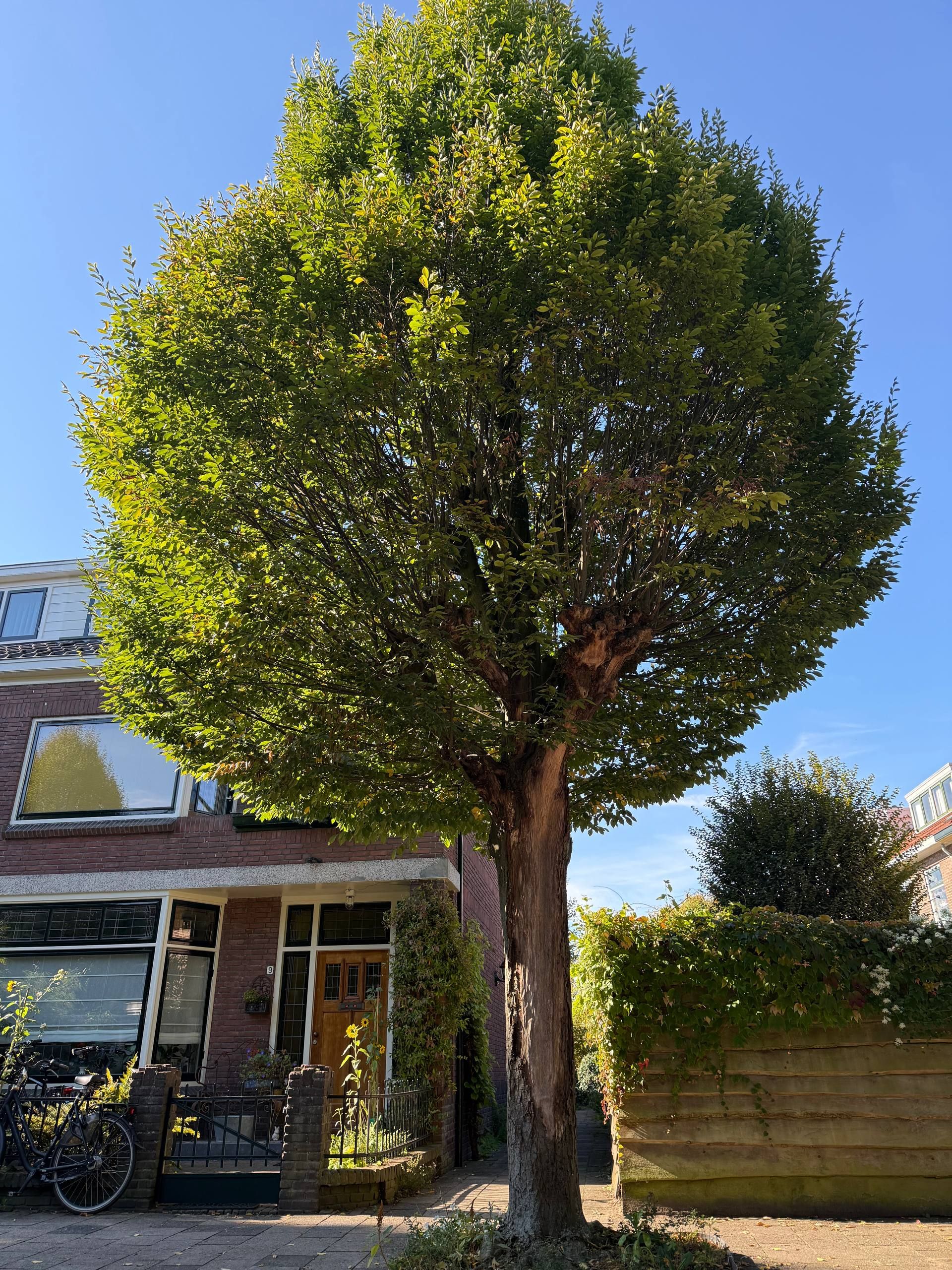 Photo 45 of J.A. Reinckenstraat 9