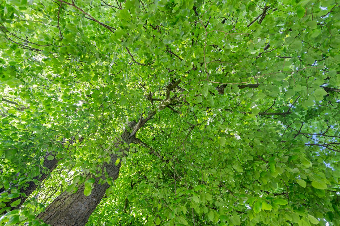 Foto 14 van Dorpsstraat 149