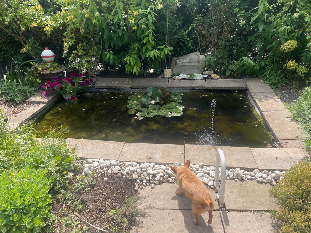 Foto 28 van Langs de Kreek 37