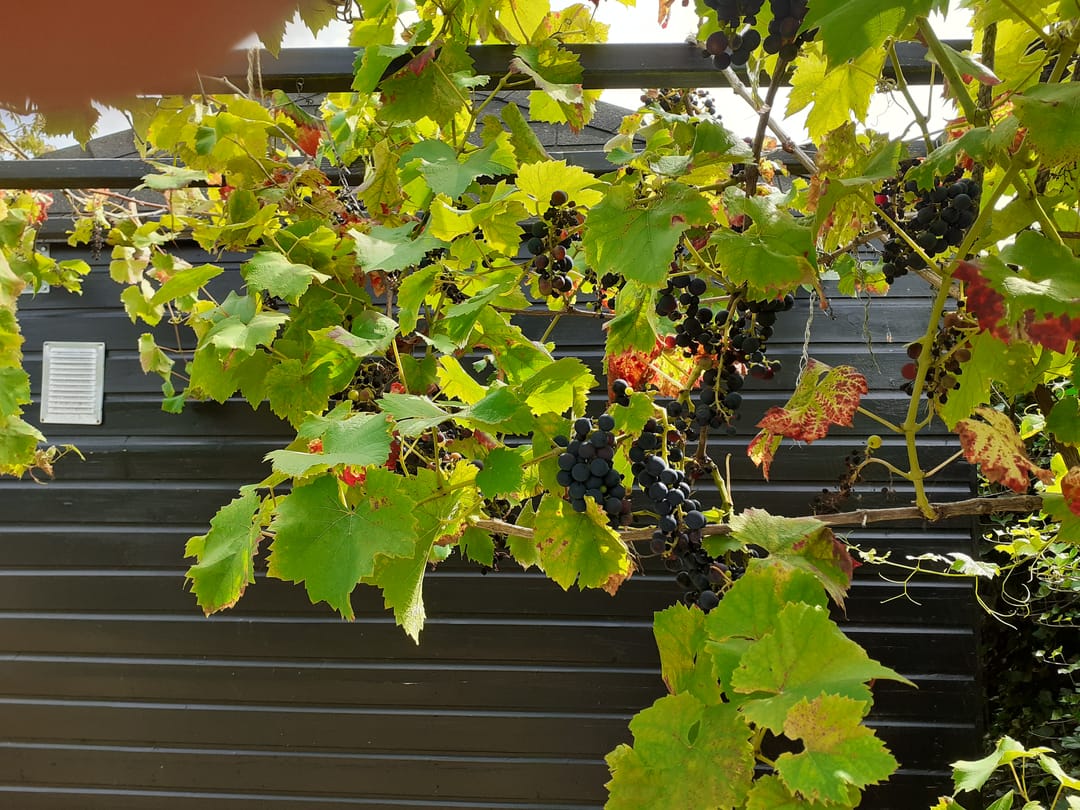 Foto 52 van Kastanjehof 34