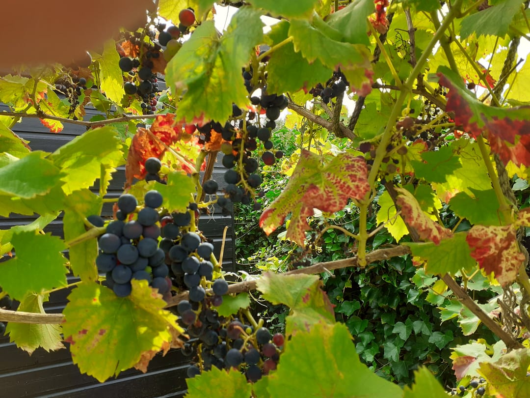 Foto 53 van Kastanjehof 34