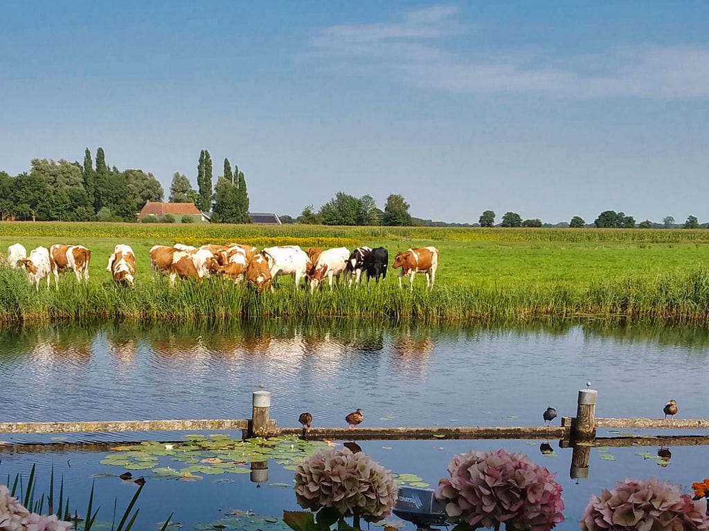 Photo 52 of Skûtsje 60