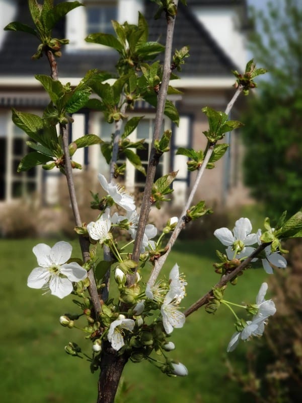 Foto 3 van Mollenwegg 44