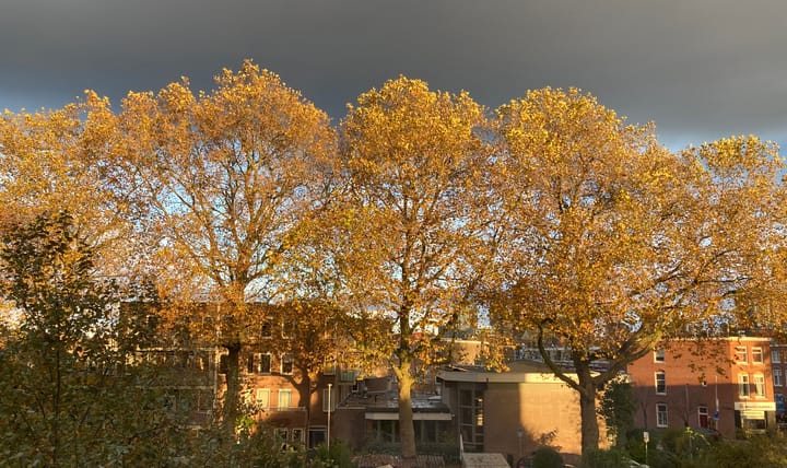 Foto 34 van Tanimbarkade 85