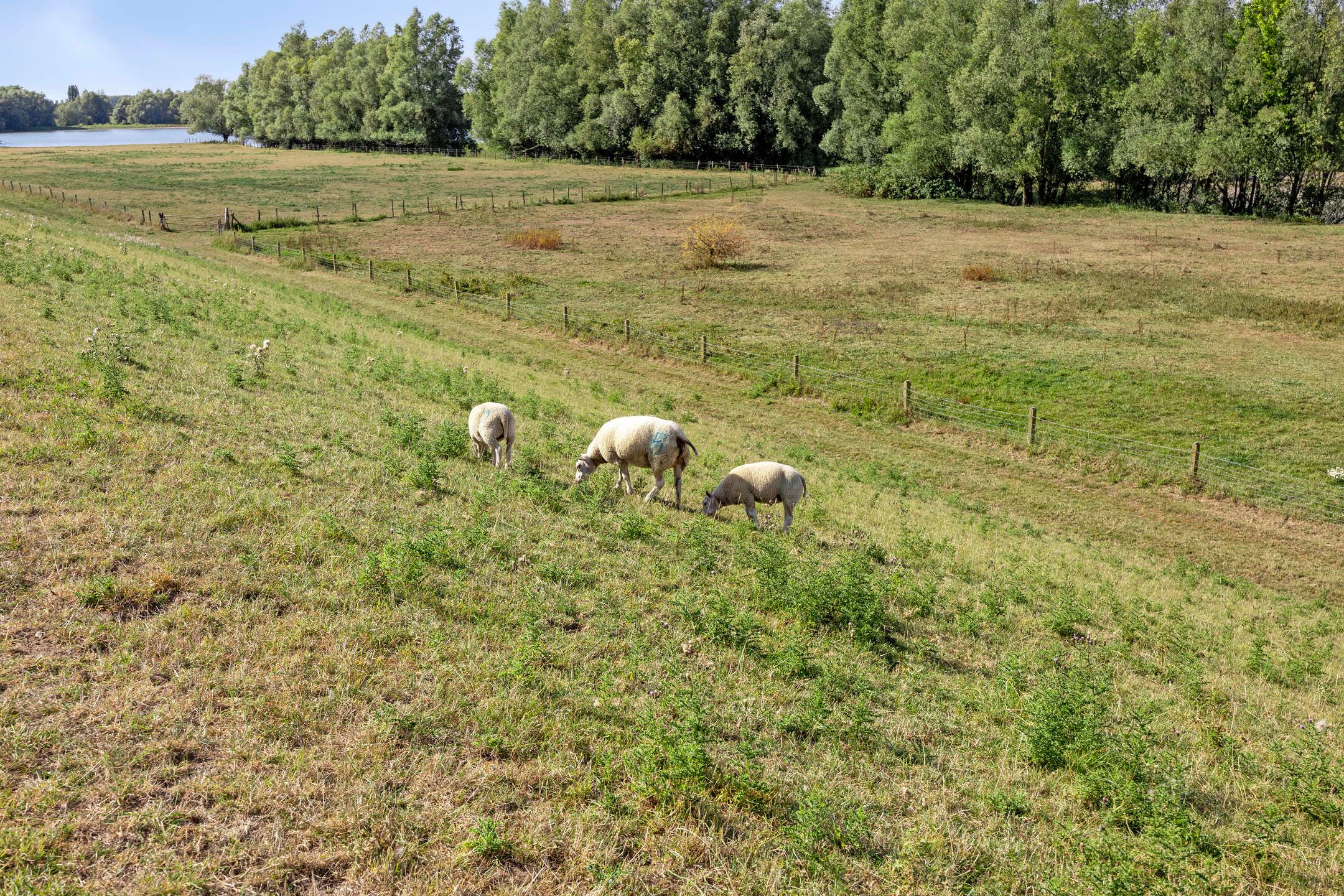 Photo 57 of Waalbandijk 28