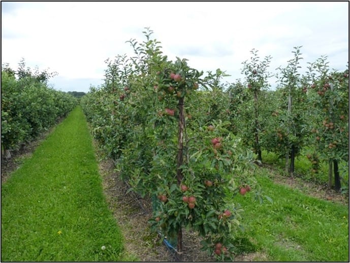 Bekijk foto 3 van Roodbeenweg 5