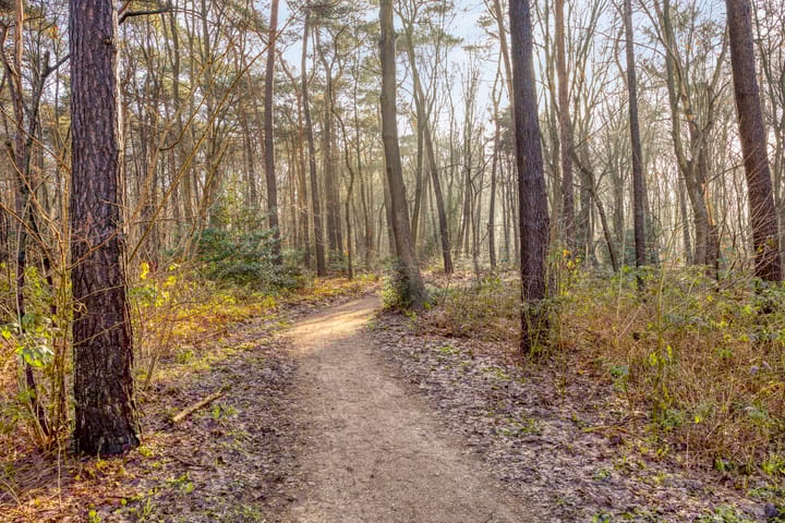 Foto 37 van Sporenring 250