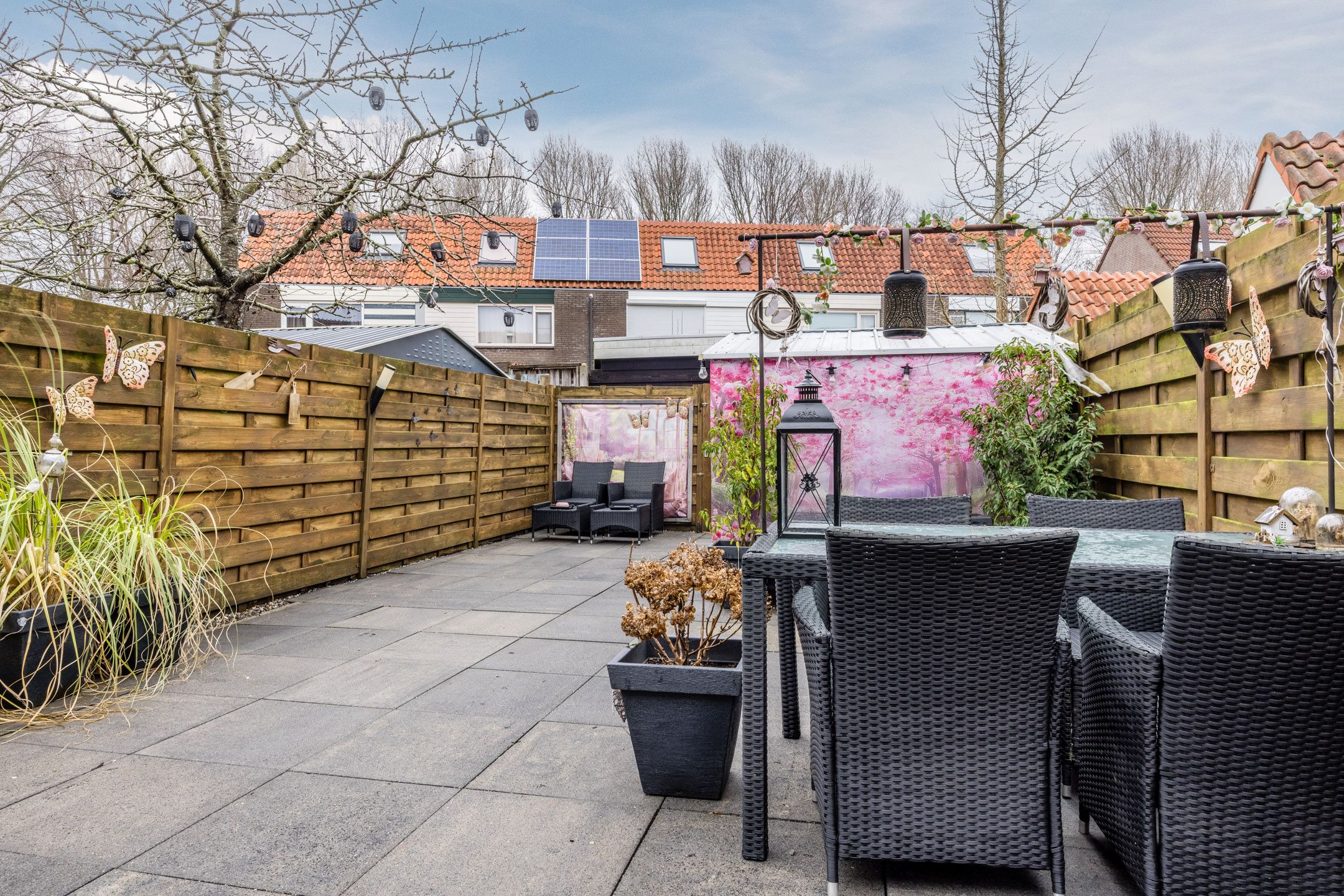 Foto 30 van de Windhond 7