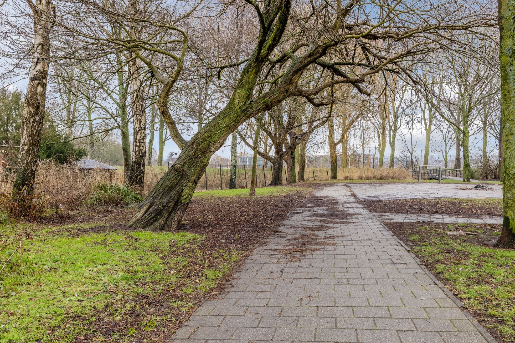 Foto 36 van de Windhond 7