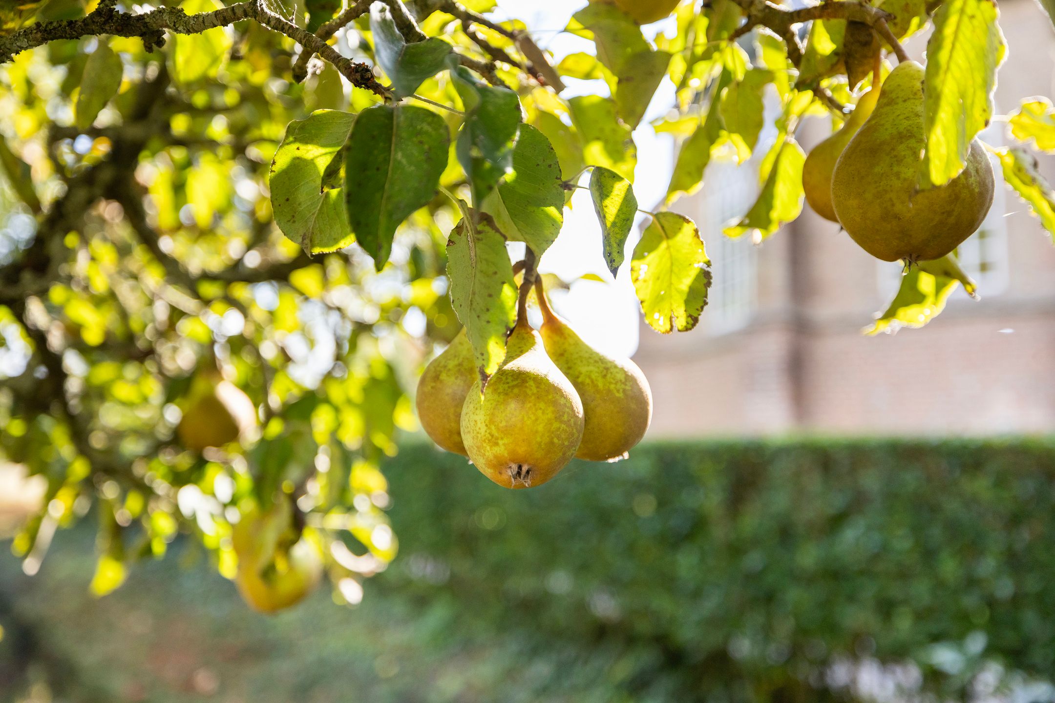 Photo 54 of Kijfhoek 32