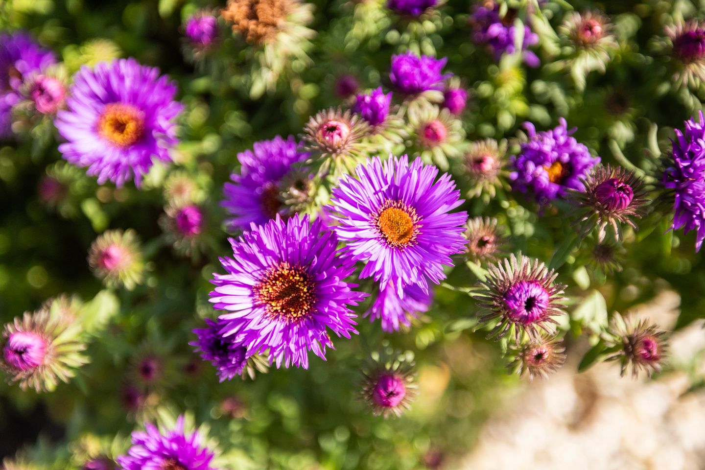 Photo 55 of Kijfhoek 32