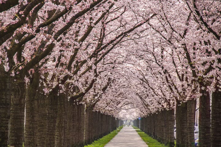 Foto 28 van Sieradenweg 77