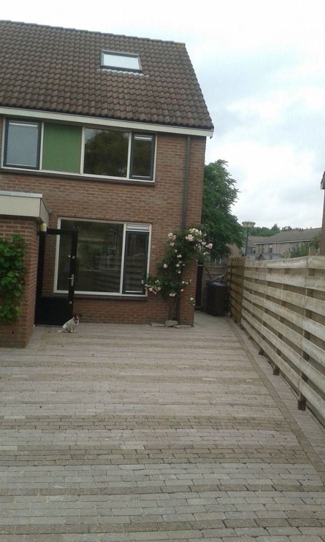 Foto 2 van Fluitekruid 46
