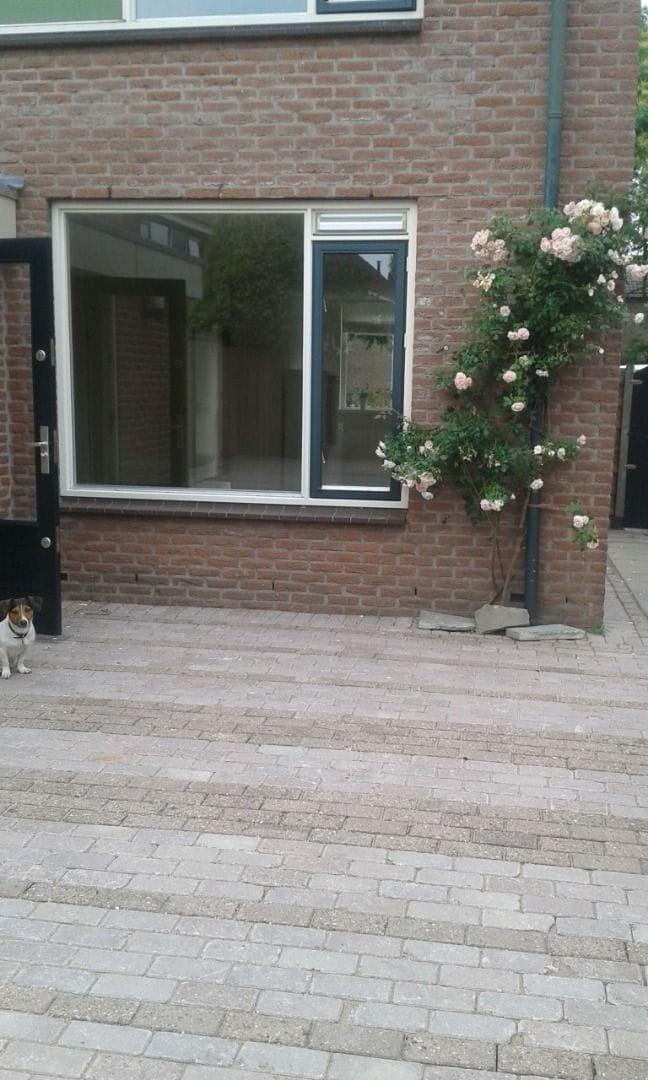 Foto 3 van Fluitekruid 46