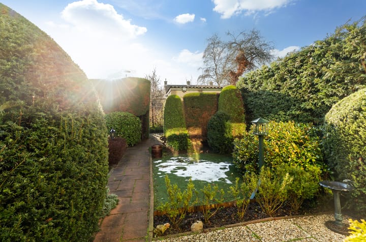 Foto 20 van Pinksterbloem 8