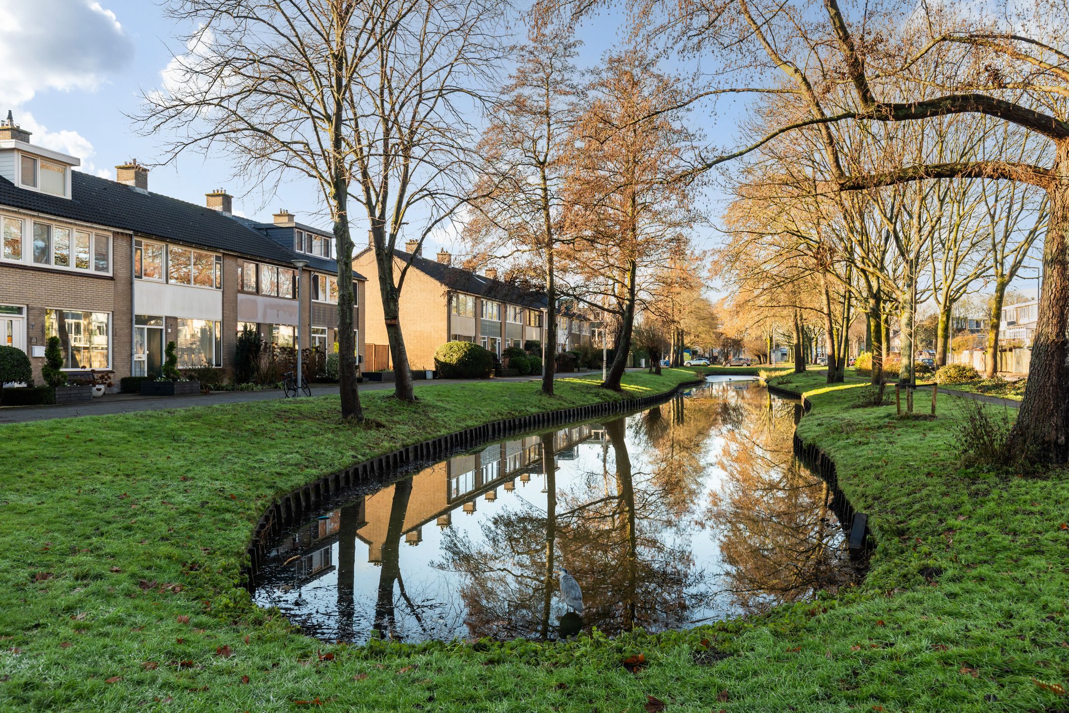 Foto 6 van Pinksterbloem 8