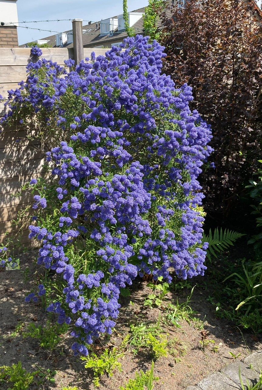 Foto 16 van Graaf Janlaan 33