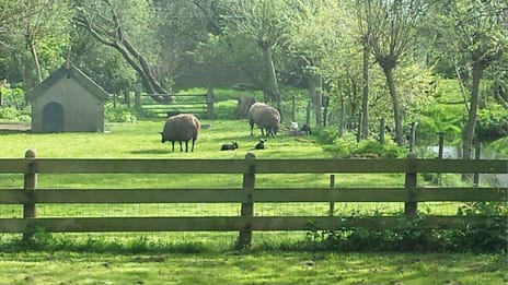 Zuidervaart 137 secondary image