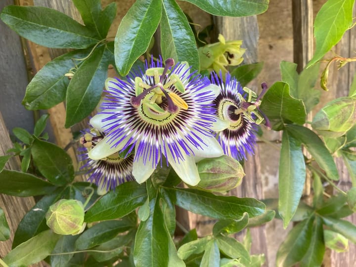 Foto 36 van Sint Domusstraat 60