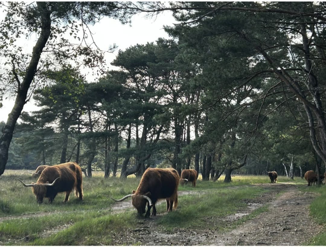 Foto 30 van Erfgooiersstraat 589