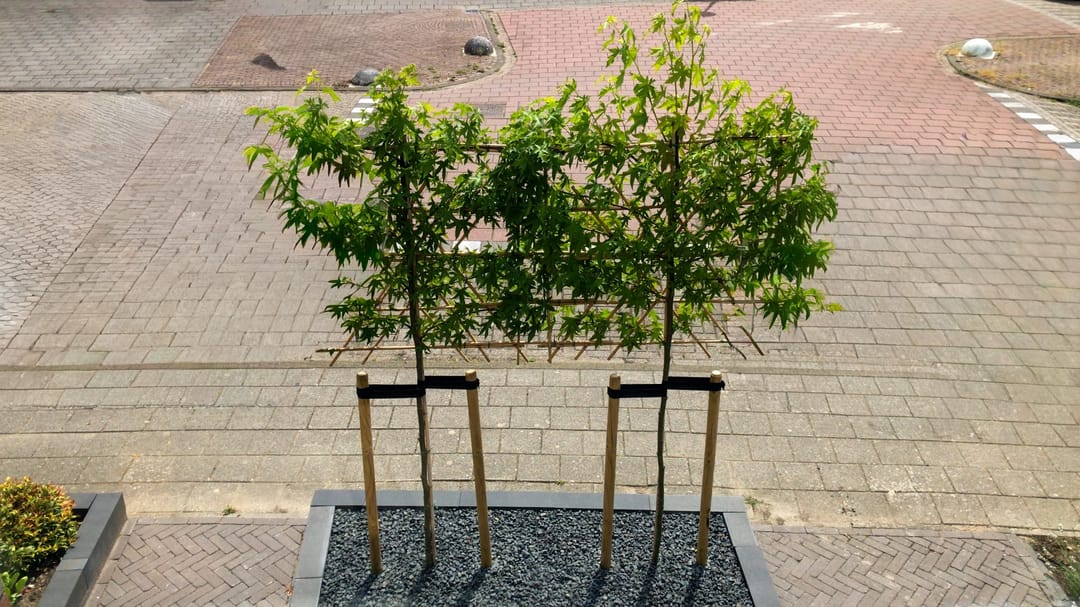 Foto 47 van Zonnedauw 159