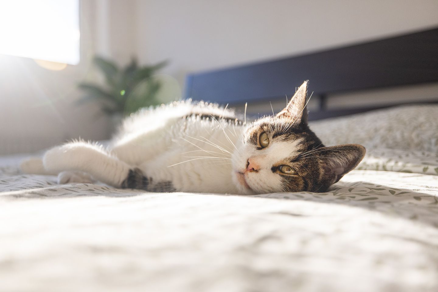 Foto 20 van Frans Naereboutstraat 14