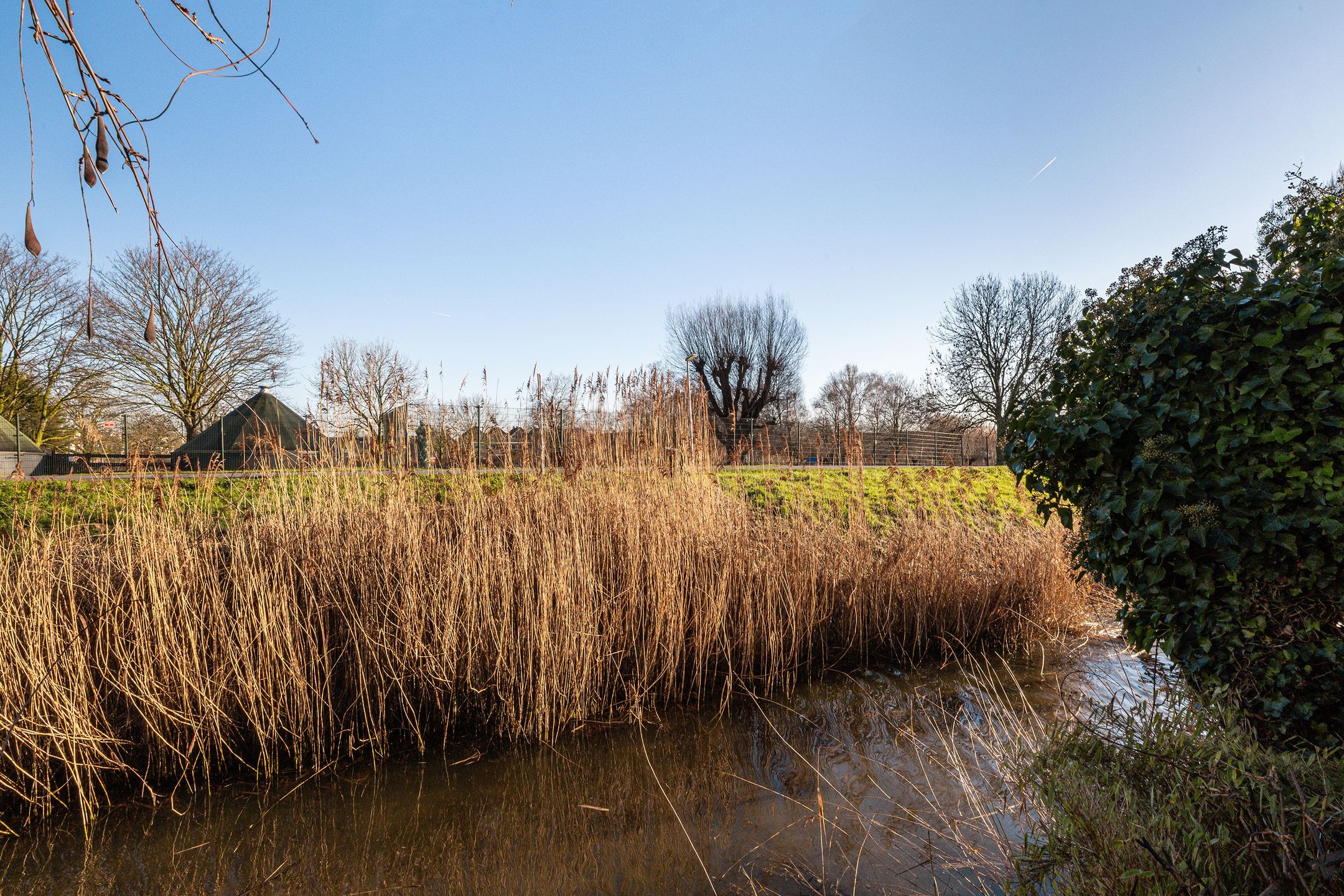 Photo 30 of Vuurdoorn 43