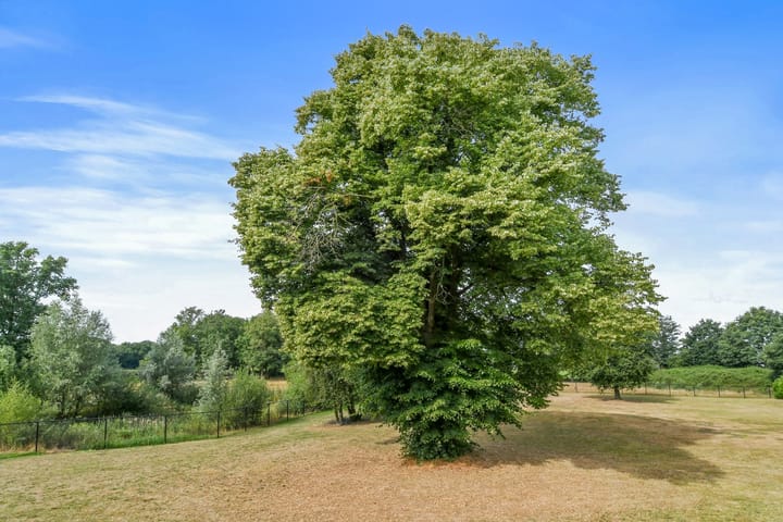 Foto 31 van Marisstraat 29