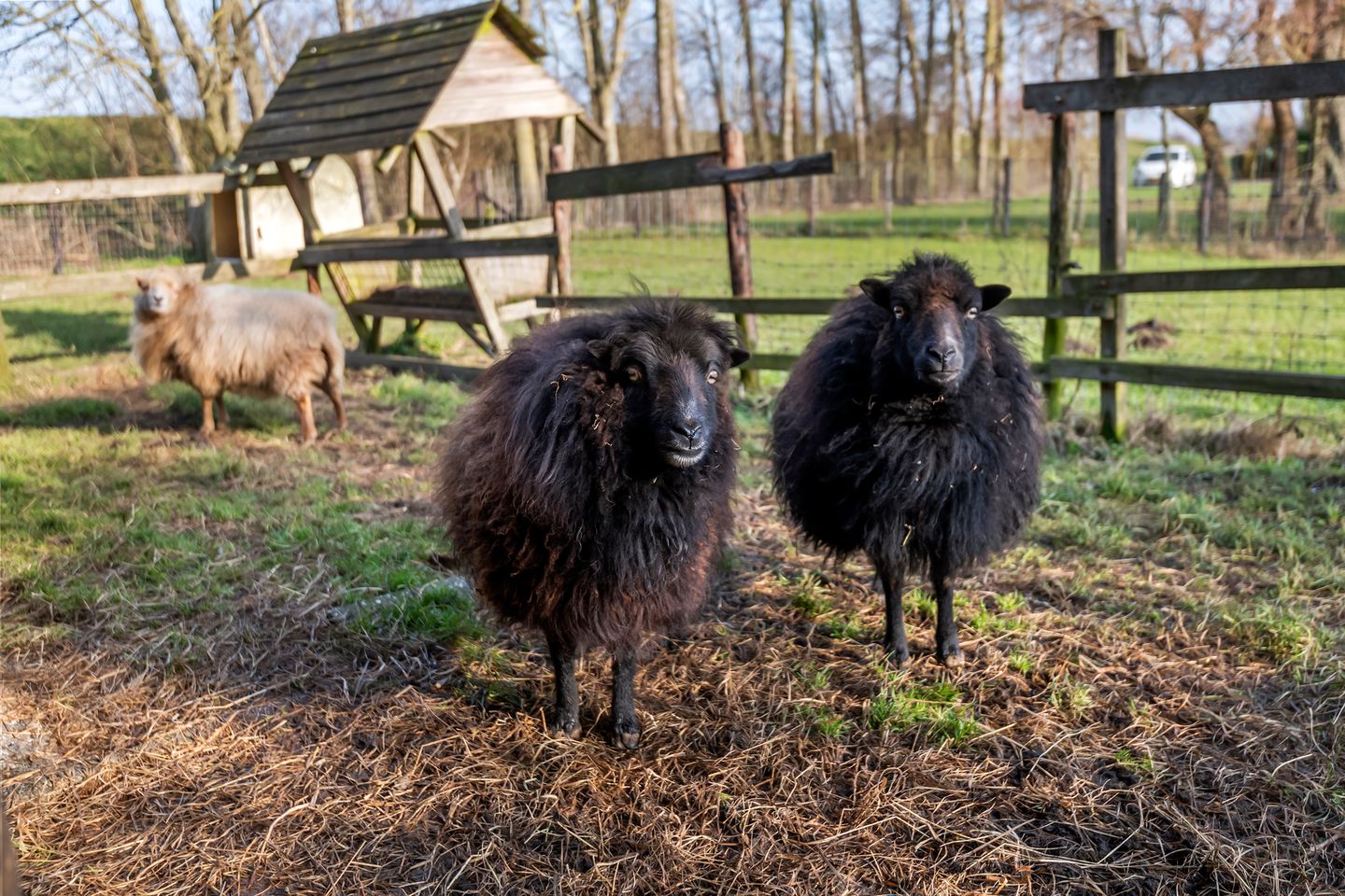 Foto 14 van Rijnbandijk 45