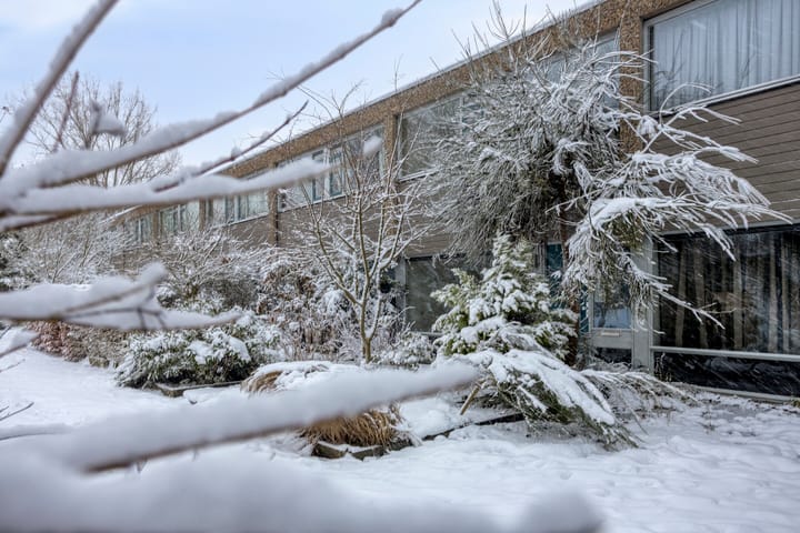 Foto 33 van Koekoeksbloem 6