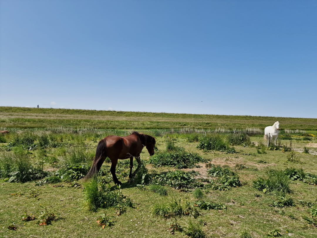 Photo 16 of Proefpolder 4-119