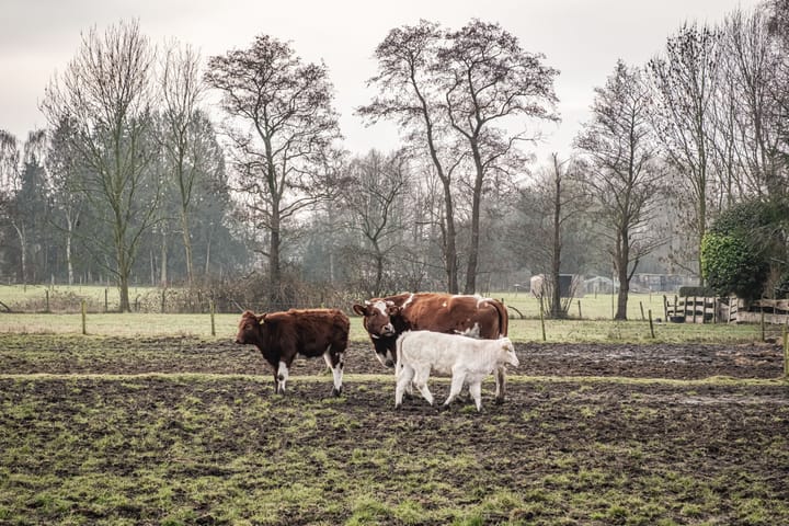 Foto 36 van Elbertsveen 15