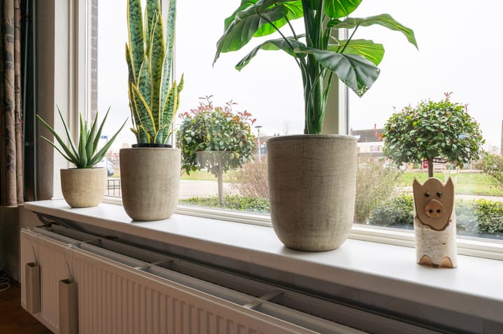 Foto 4 van Botter 11